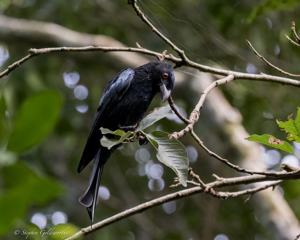 Spangled Drongo - ML626819458