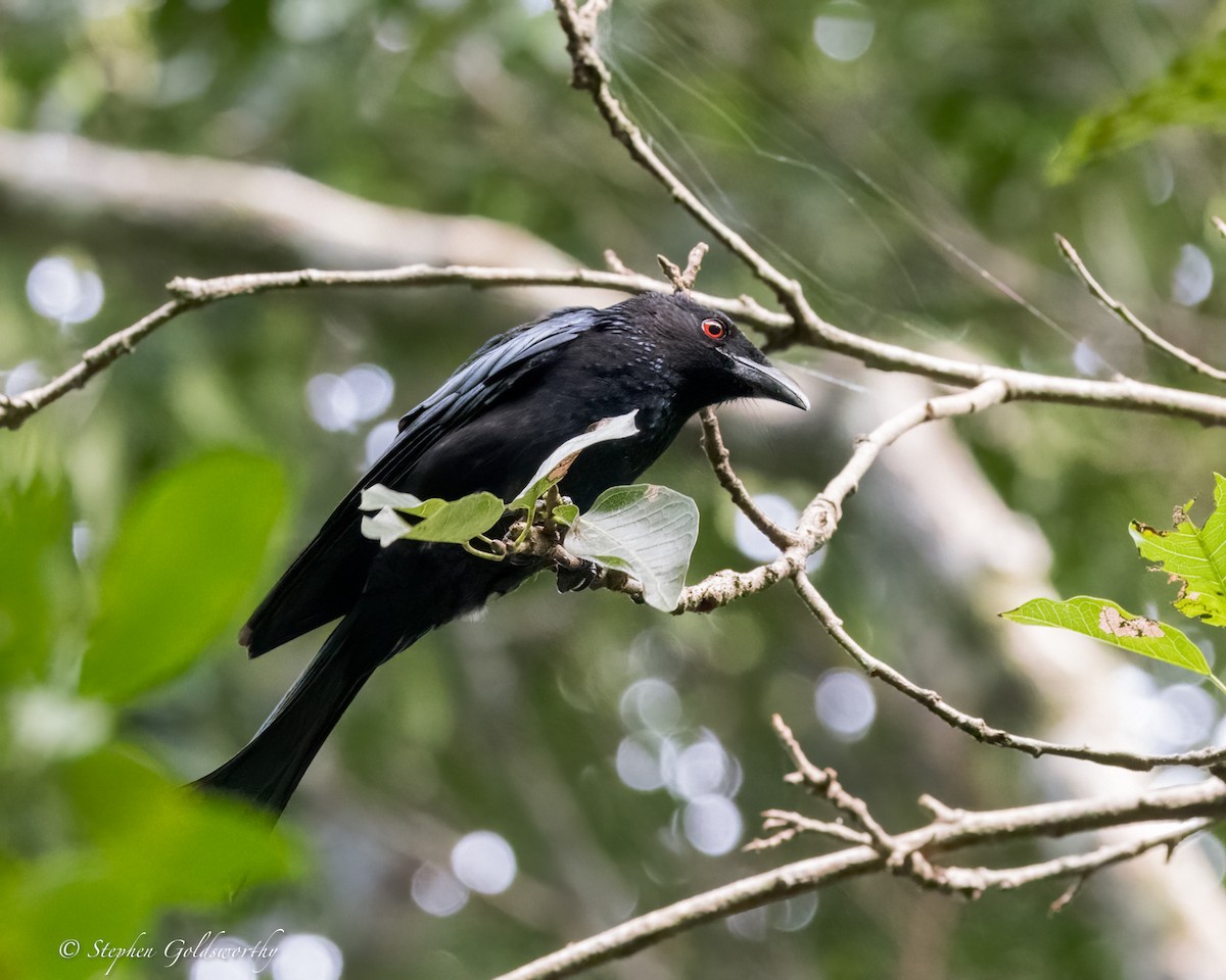 Spangled Drongo - ML626819459