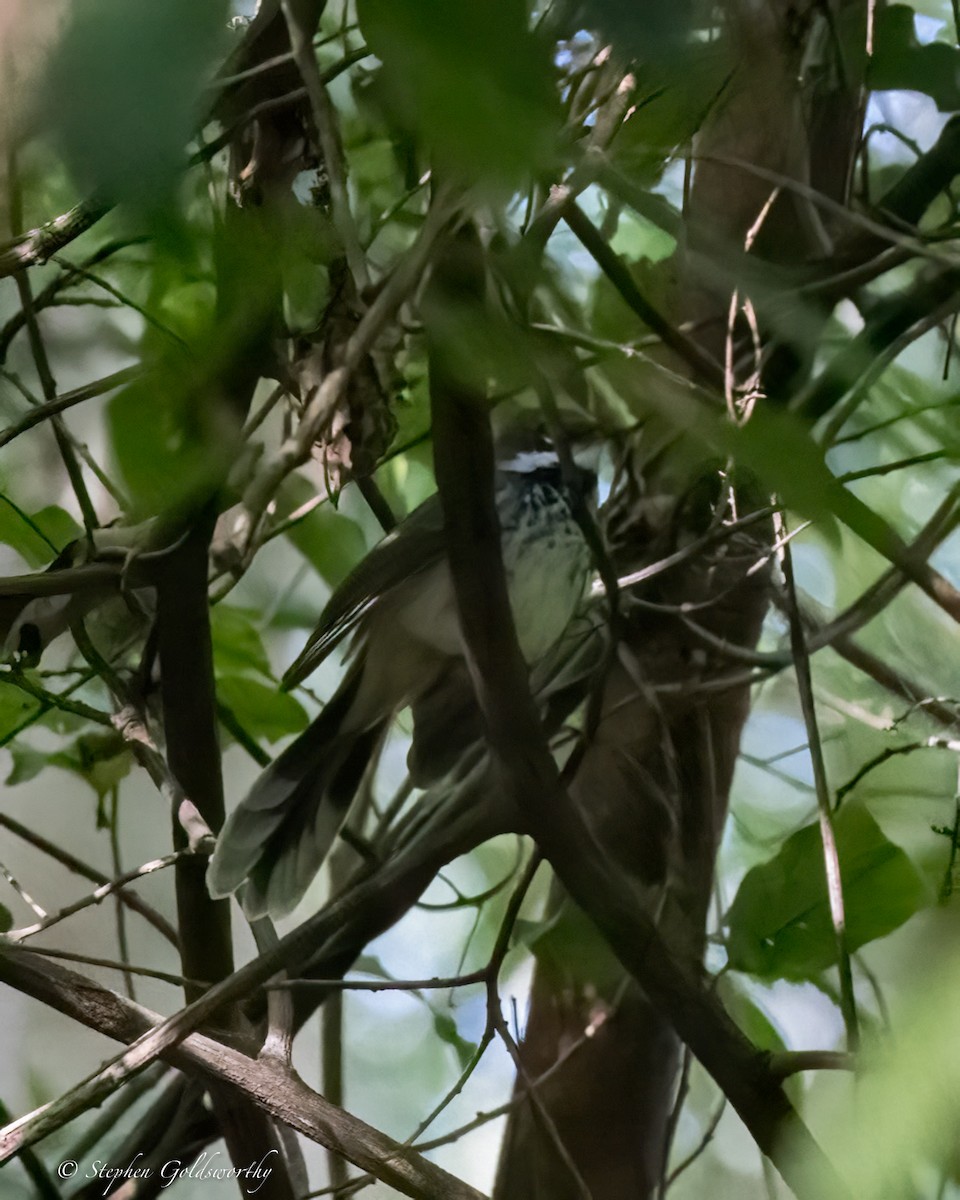Gray Fantail - ML626819460
