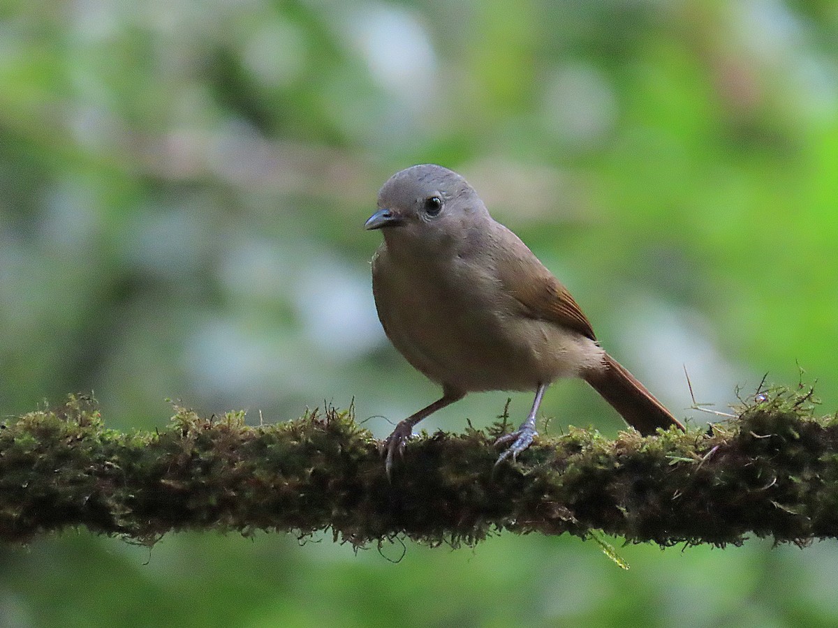 Brown-cheeked Fulvetta - ML626819647