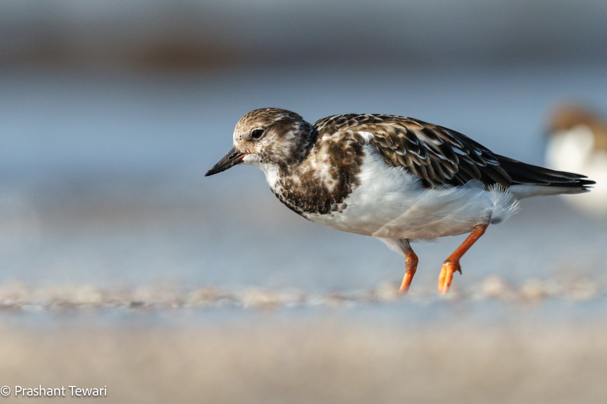 Ruddy Turnstone - ML626820056