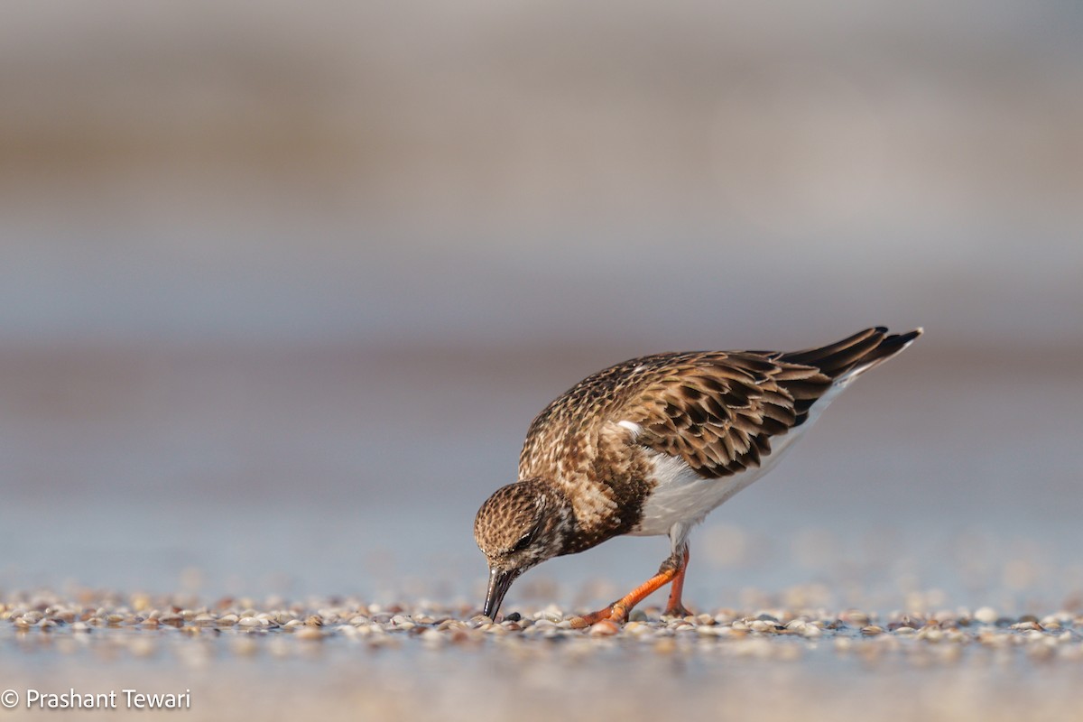 Ruddy Turnstone - ML626820057