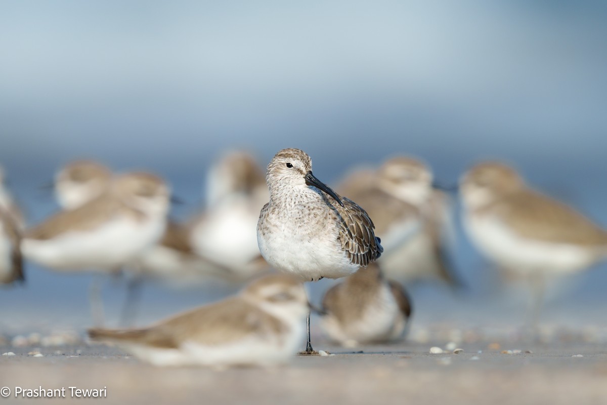 Curlew Sandpiper - ML626820060