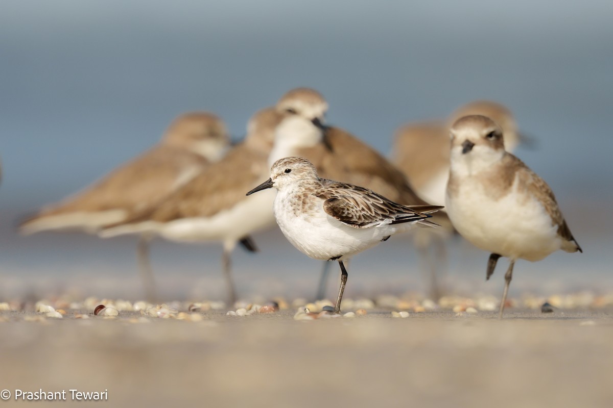 Little Stint - ML626820069