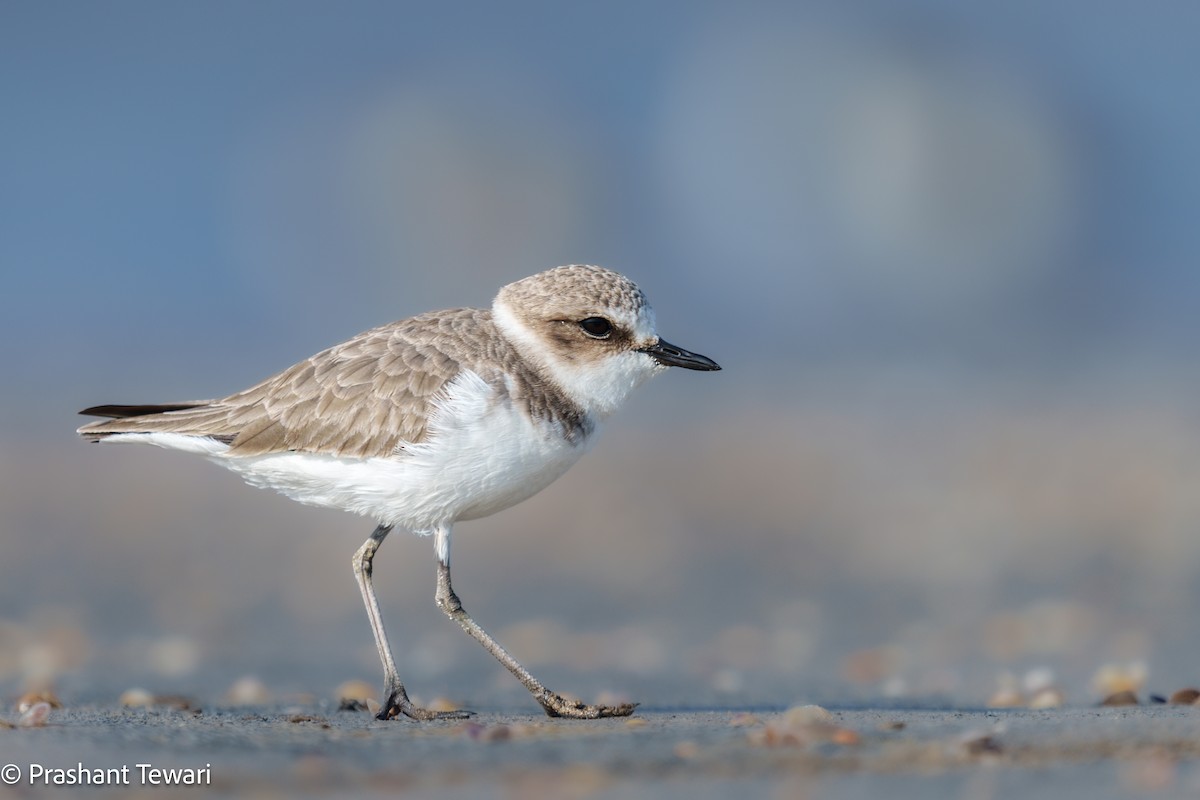 Kentish Plover - ML626820075