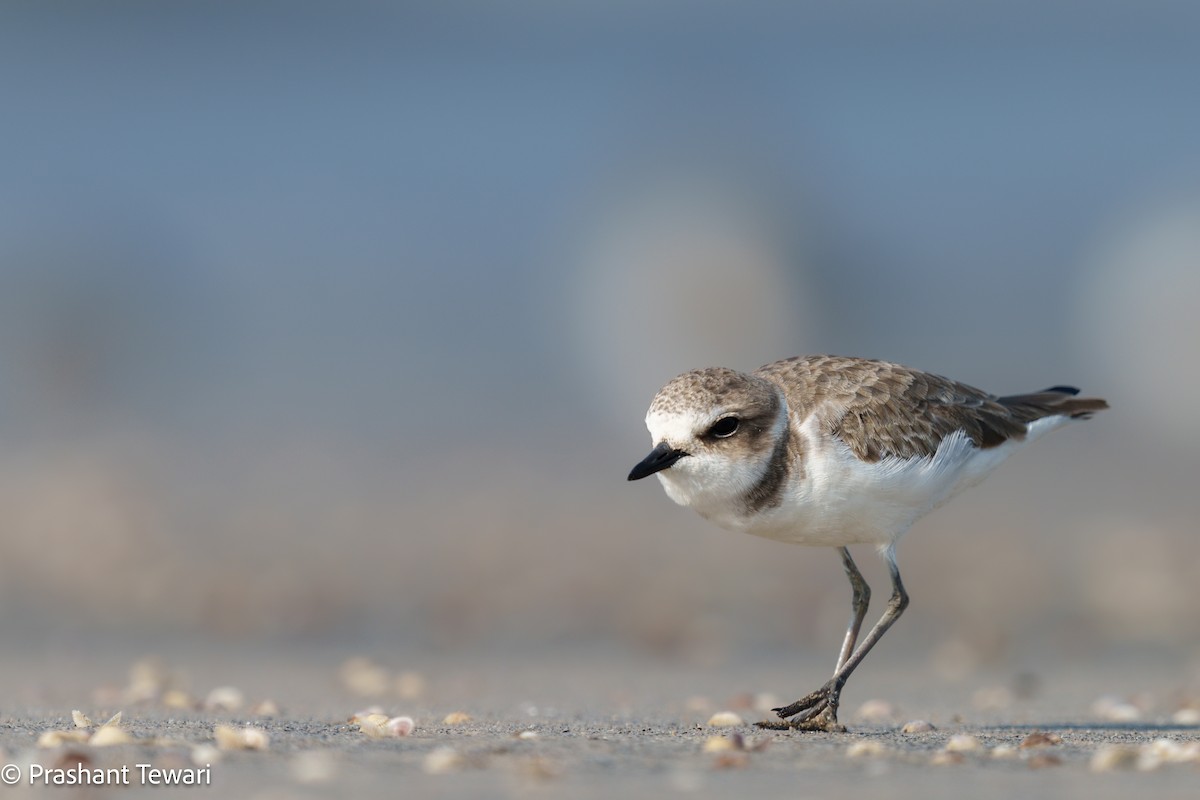 Kentish Plover - ML626820076