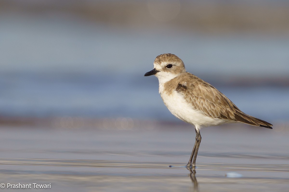 Tibetan Sand-Plover - ML626820077