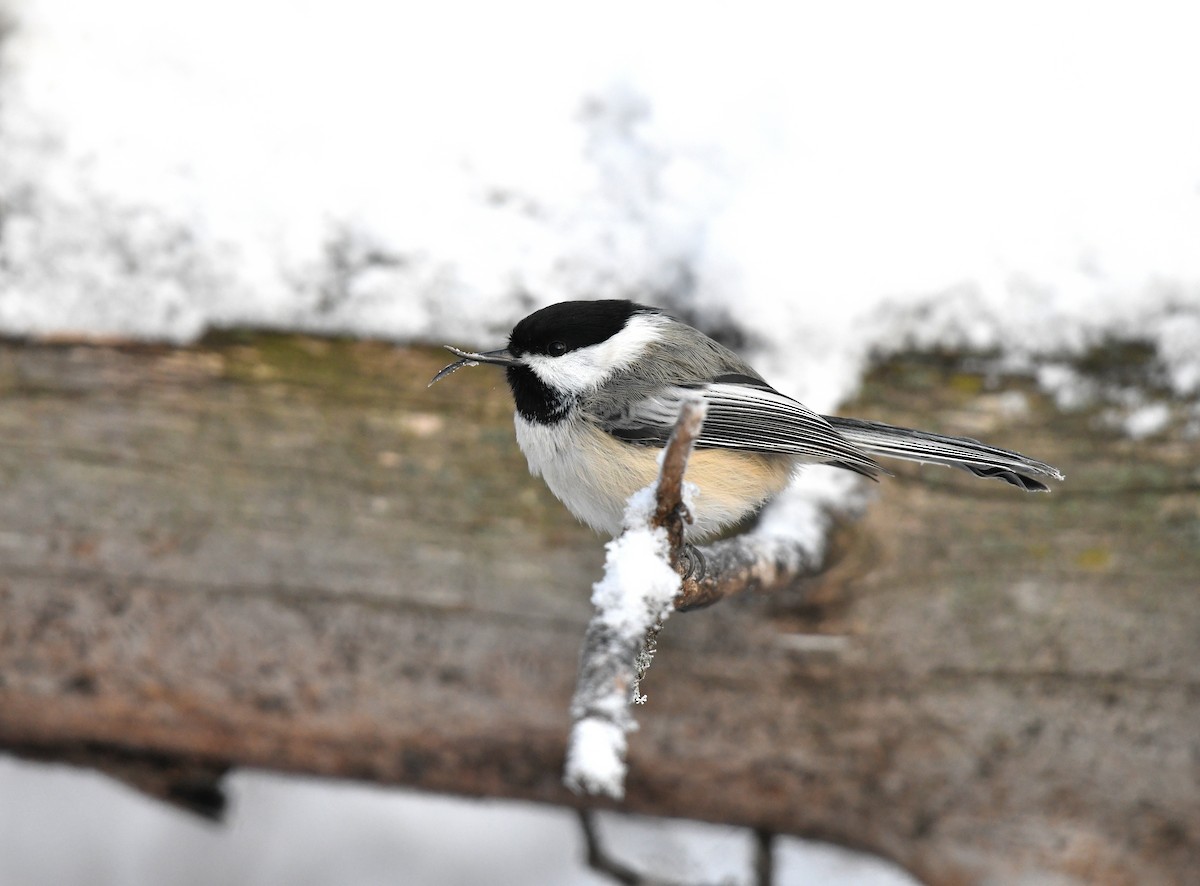 Black-capped Chickadee - ML626820081