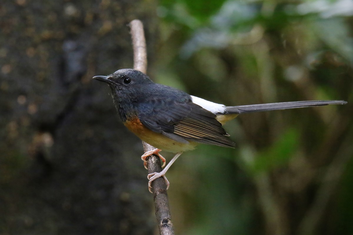 White-rumped Shama (White-rumped) - ML626820155