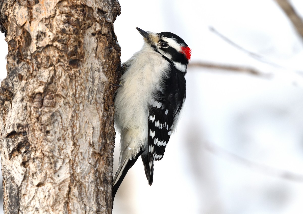 Downy Woodpecker - ML626820162