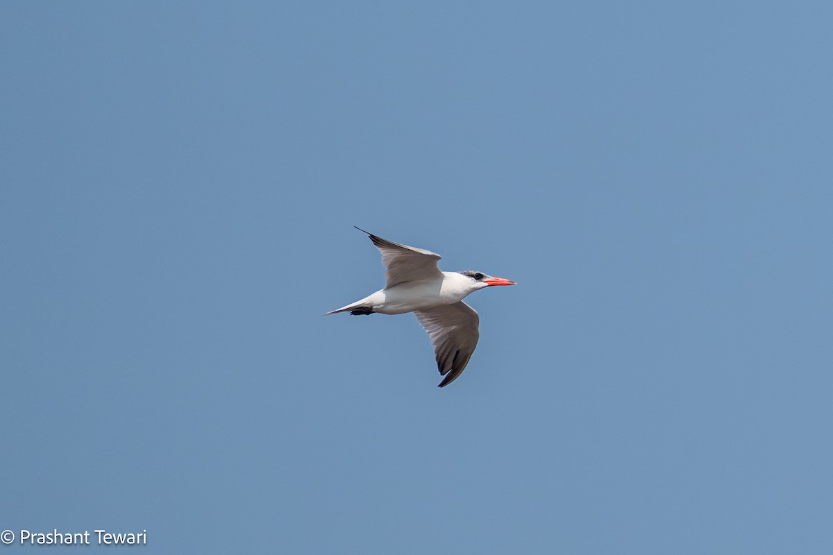 Caspian Tern - ML626820173