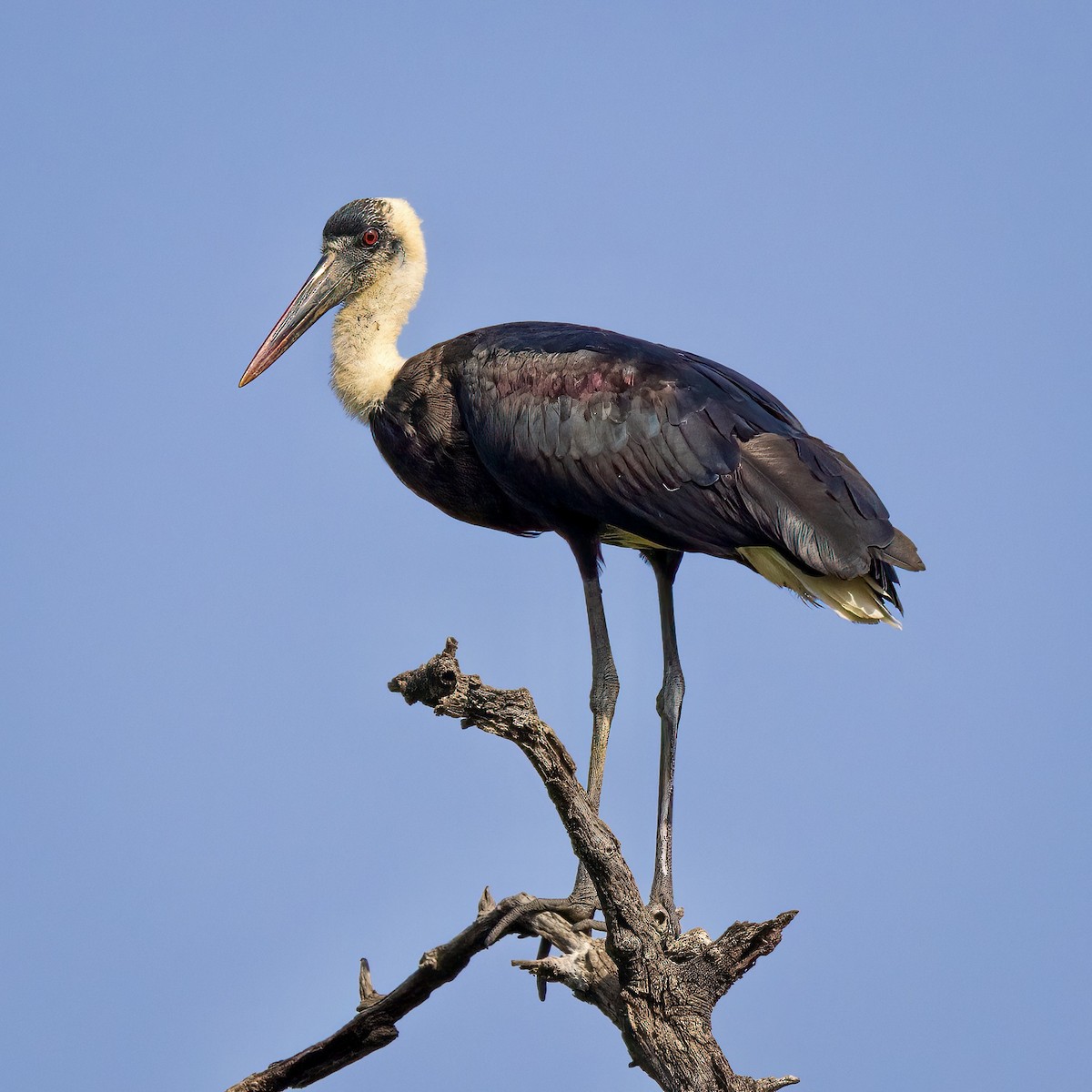 African Woolly-necked Stork - ML626820265
