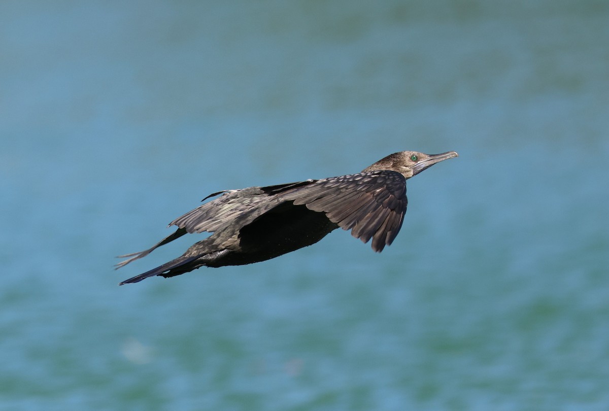 Little Black Cormorant - ML626820300