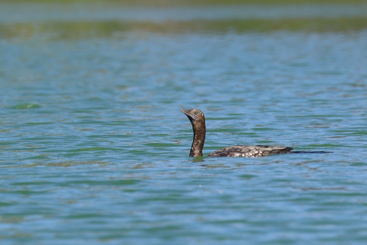 Little Black Cormorant - ML626820301