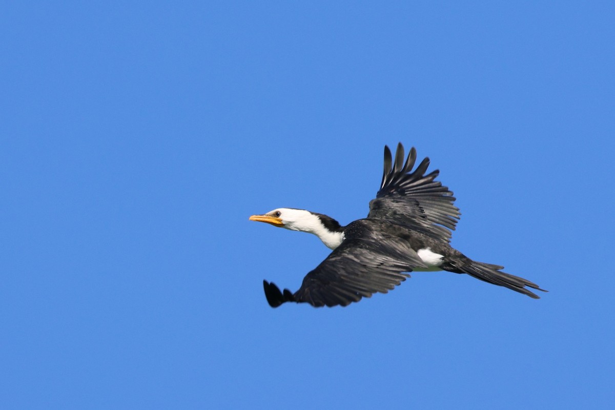 Little Pied Cormorant - ML626820304