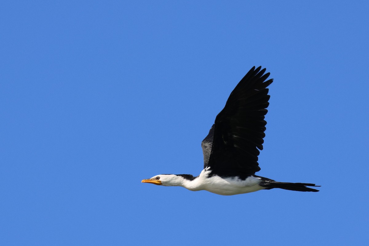 Little Pied Cormorant - ML626820306