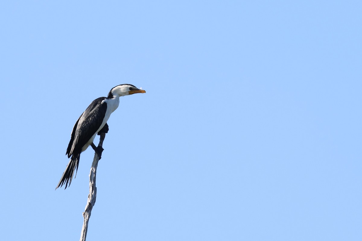 Little Pied Cormorant - ML626820307