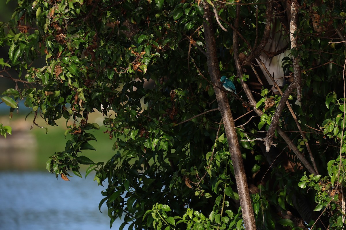 Small Blue Kingfisher - ML626820311