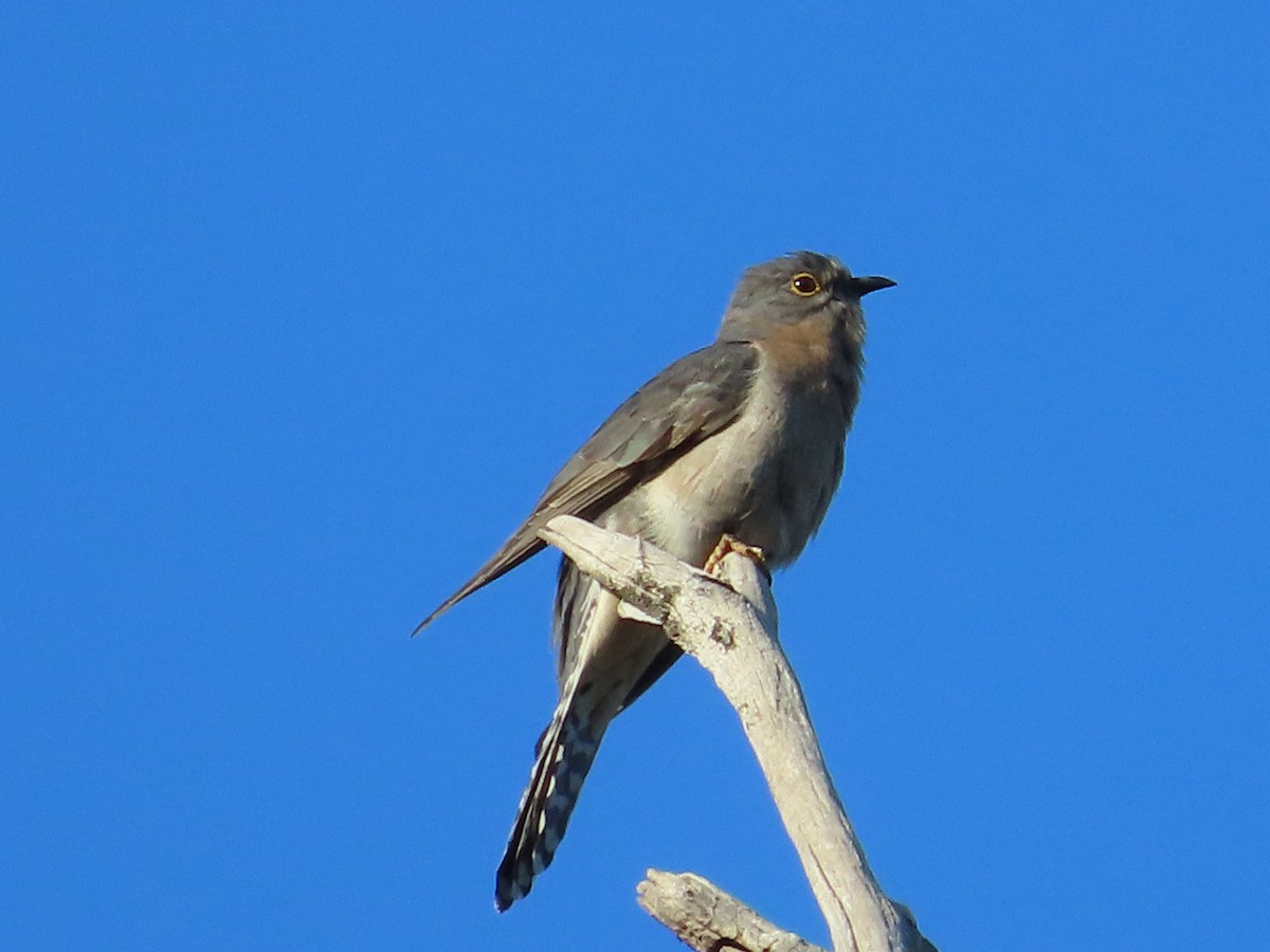 Fan-tailed Cuckoo - ML626820325