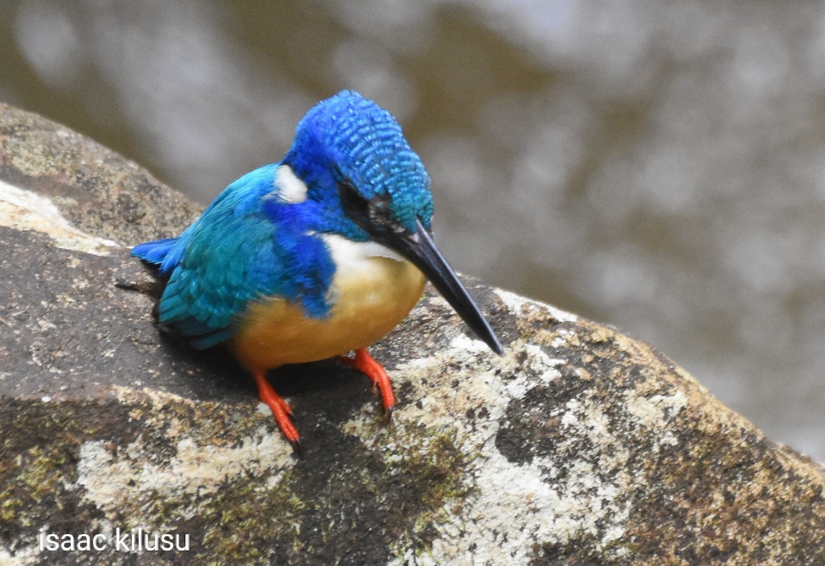 Half-collared Kingfisher - ML626820364