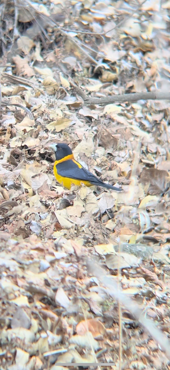 Collared Grosbeak - ML626820886