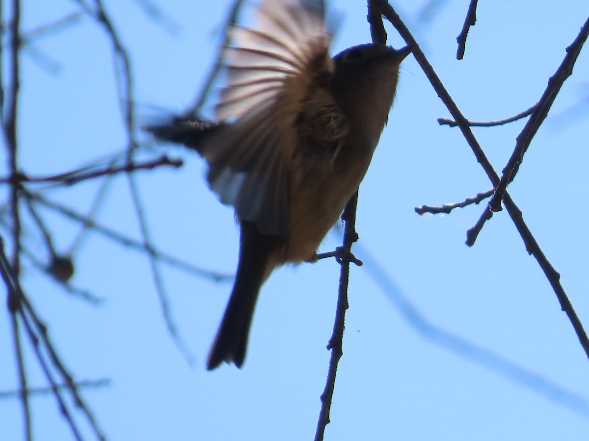 Hutton's Vireo - ML626820917