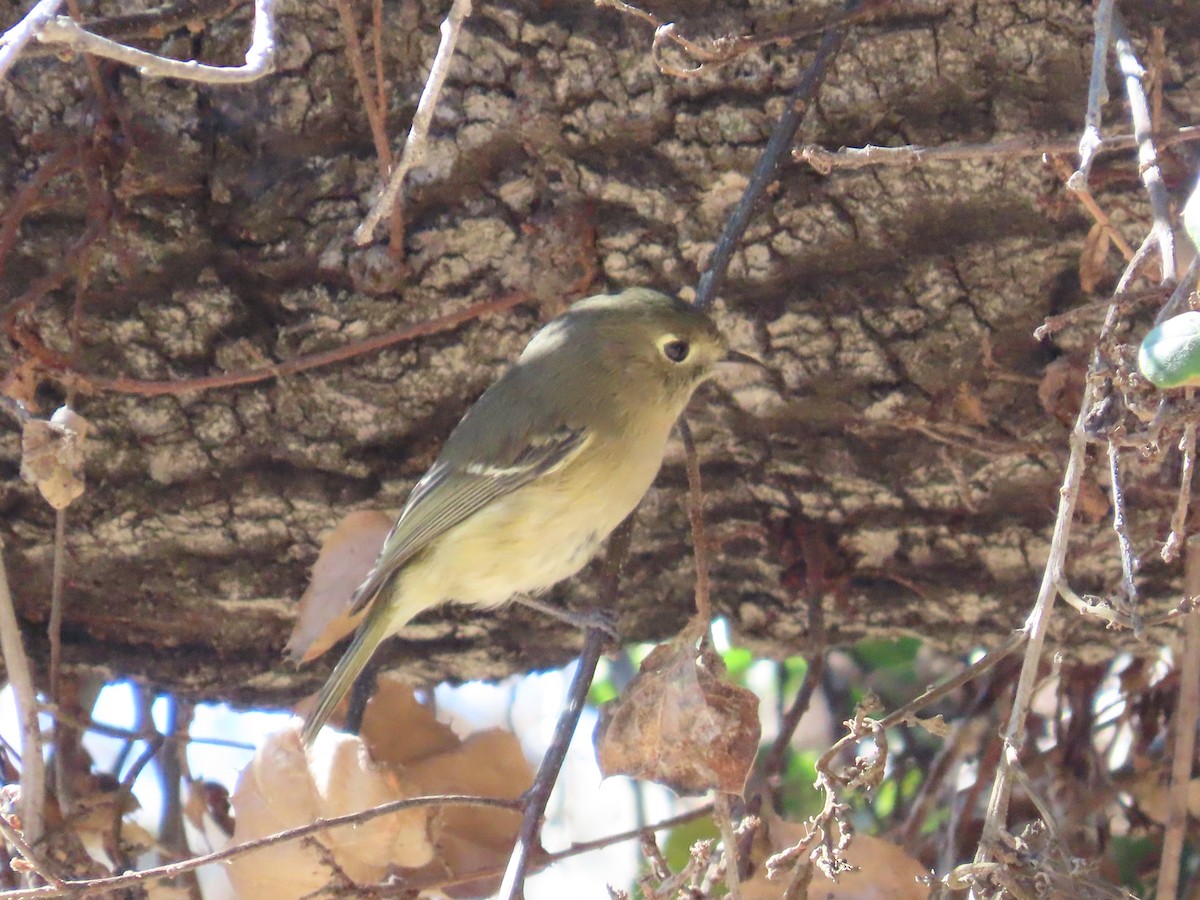 Hutton's Vireo - ML626820918