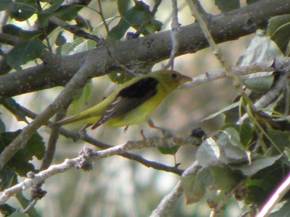 Scarlet Tanager - Steve Summers