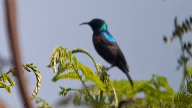 Purple-banded Sunbird - ML626821113
