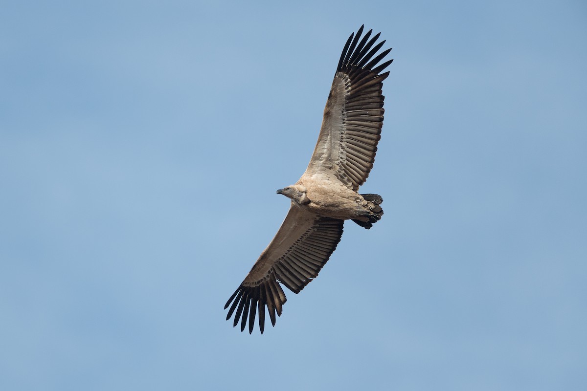 Cape Griffon - ML626821121