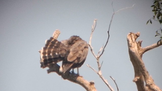 Brown Snake-Eagle - ML626821182