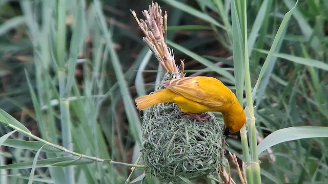 African Golden-Weaver - ML626821210