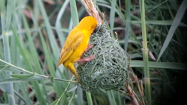 African Golden-Weaver - ML626821211