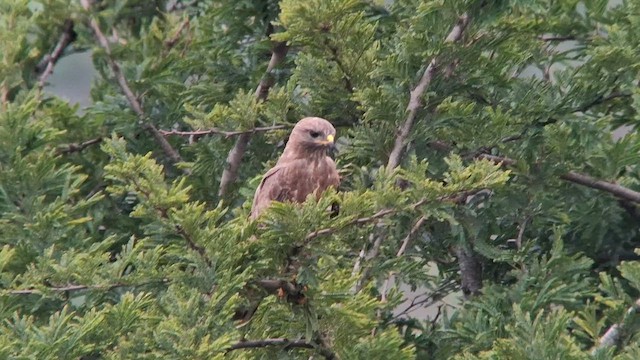 Mäusebussard (vulpinus/menetriesi) - ML626821246