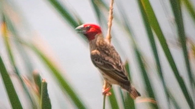 Red-headed Quelea - ML626821292