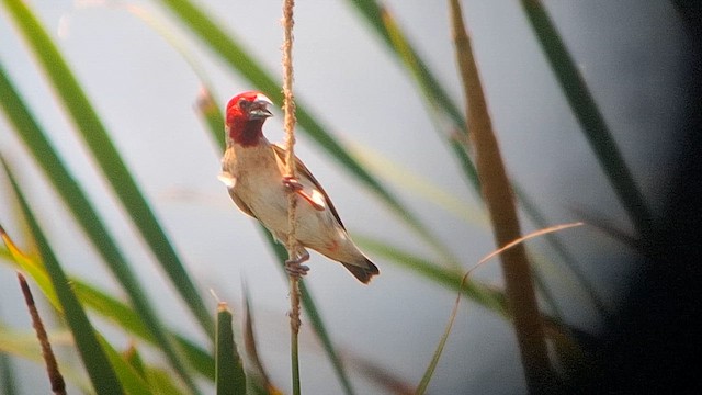 Red-headed Quelea - ML626821294