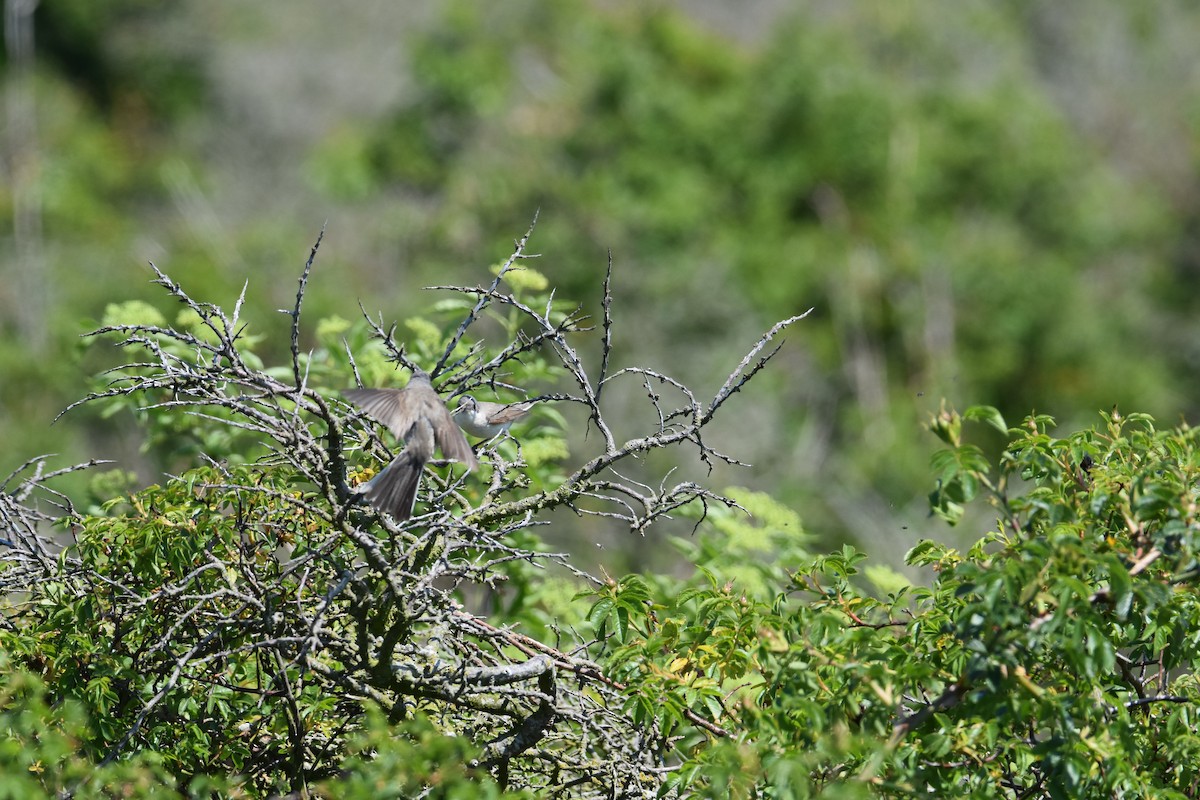 Bigiarella - ML626821439