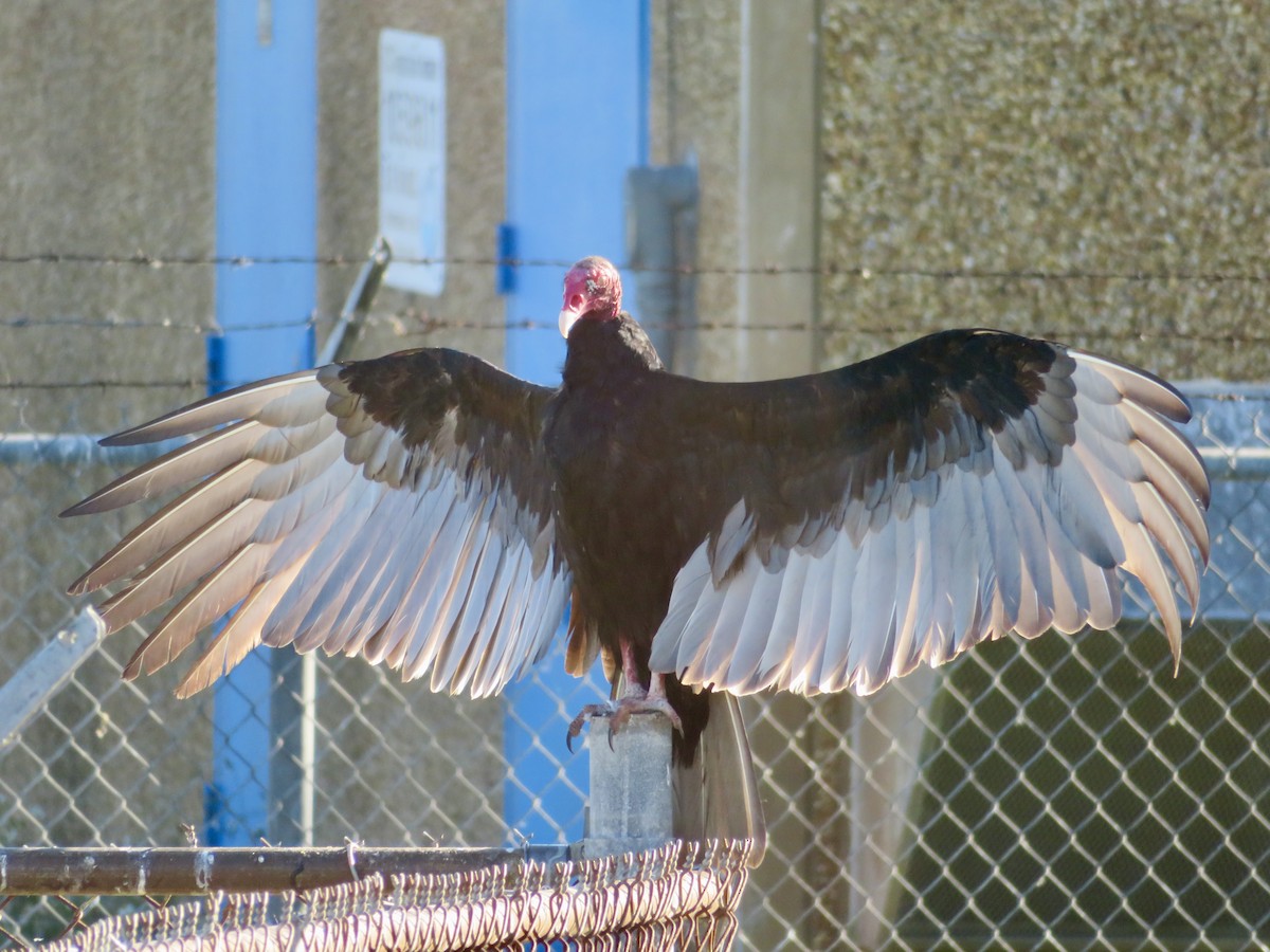 Turkey Vulture - ML626821508