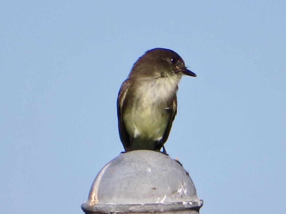 Eastern Phoebe - ML626821512