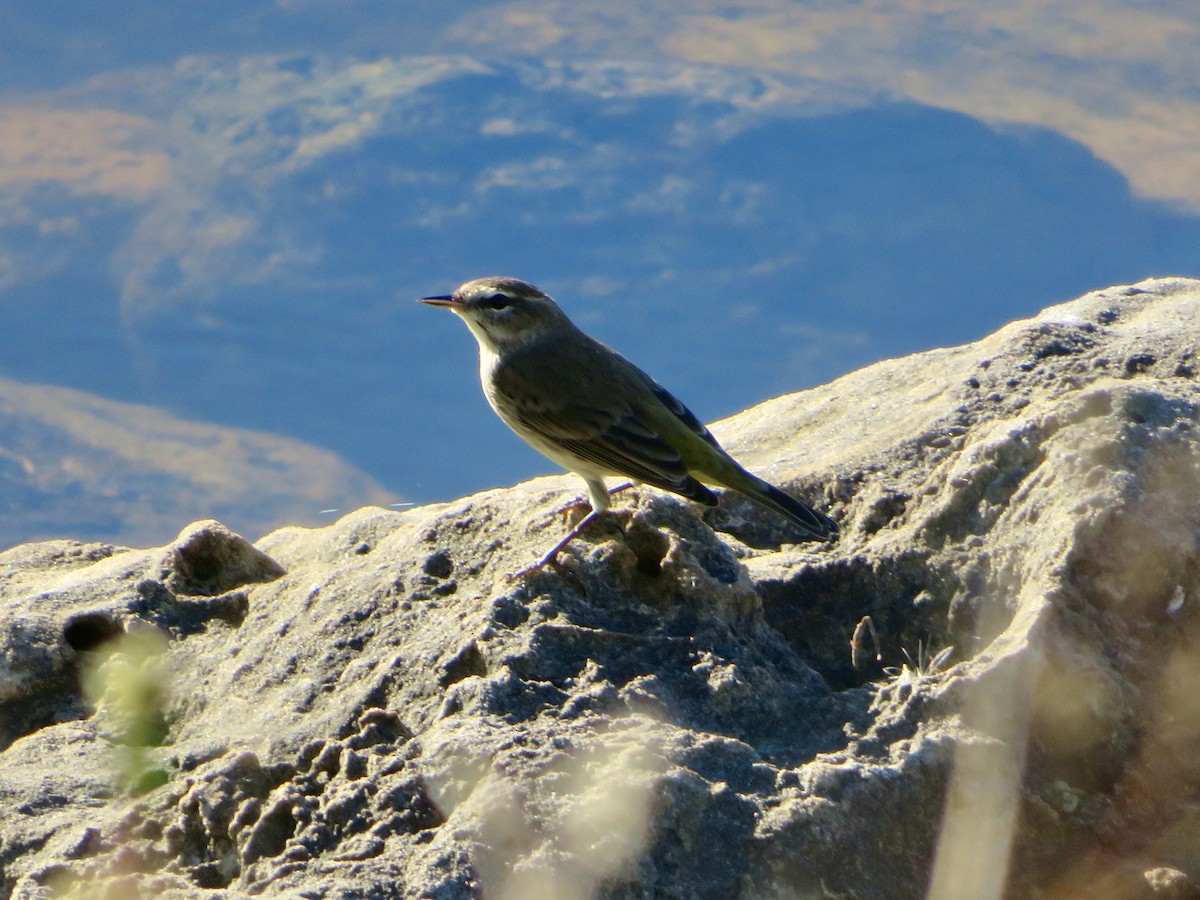 Palm Warbler - ML626821516