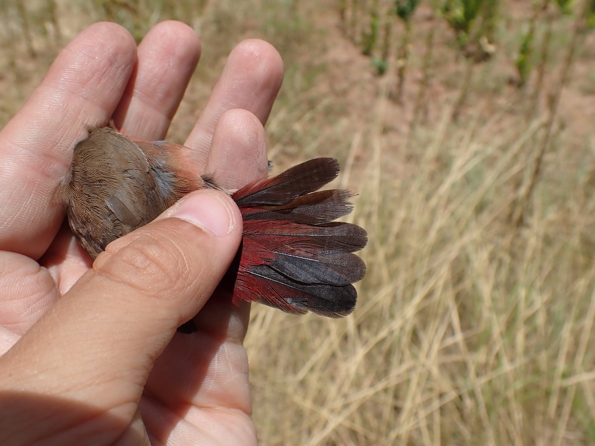 Jameson's Firefinch - ML626821639