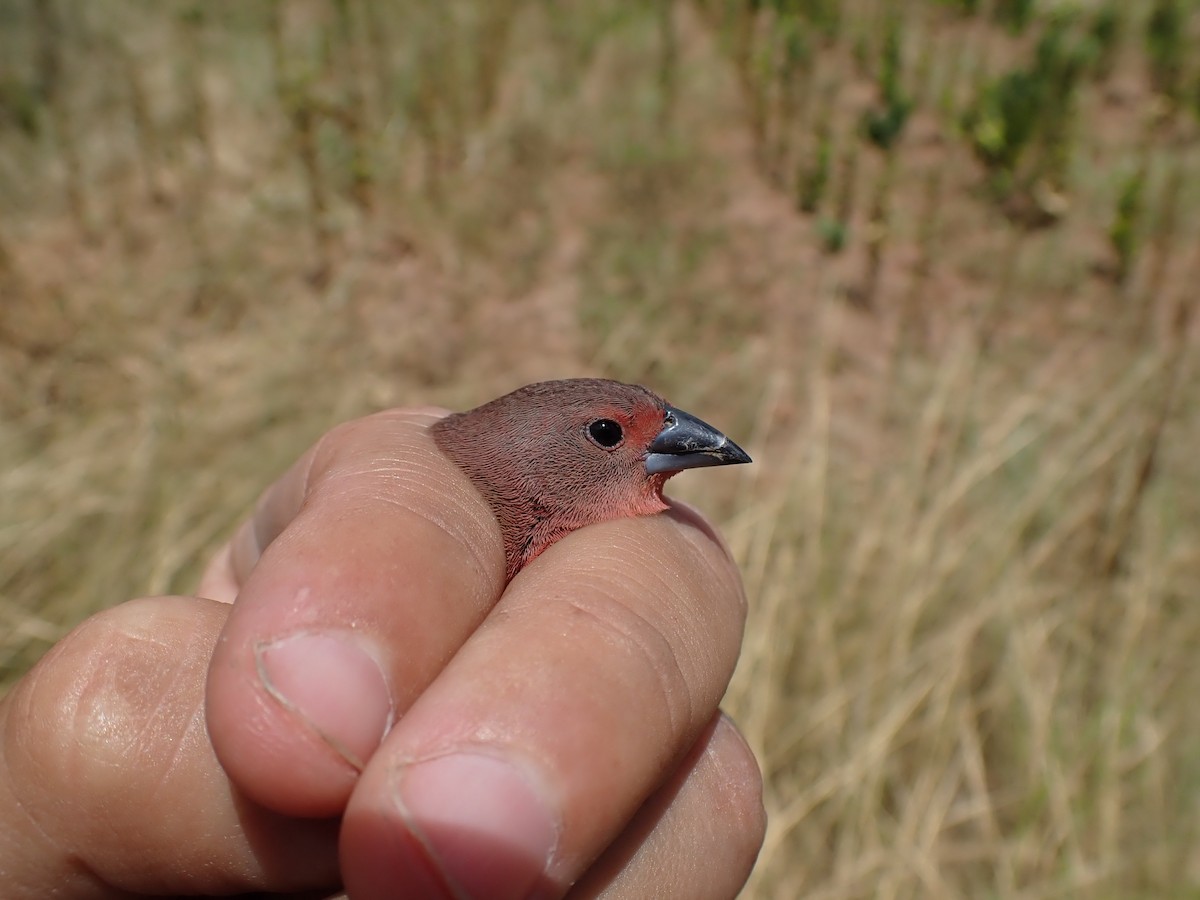 Jameson's Firefinch - ML626821640