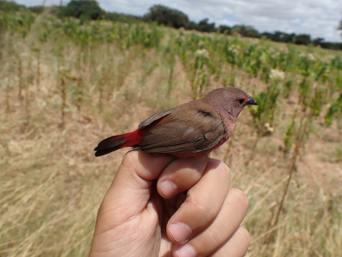 Jameson's Firefinch - ML626821642