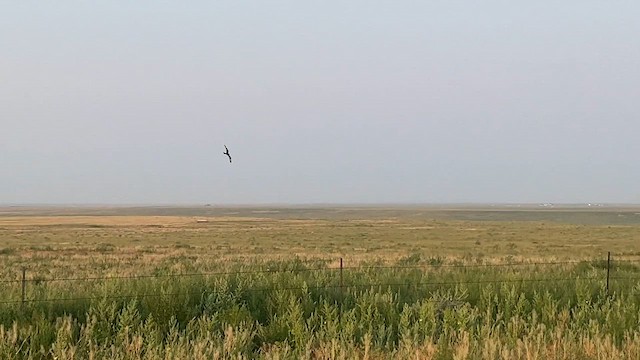 アメリカヨタカ - ML626821828