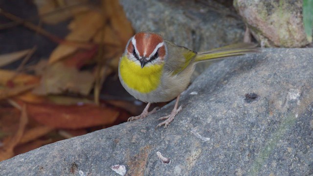 Rufous-capped Warbler - ML626822089