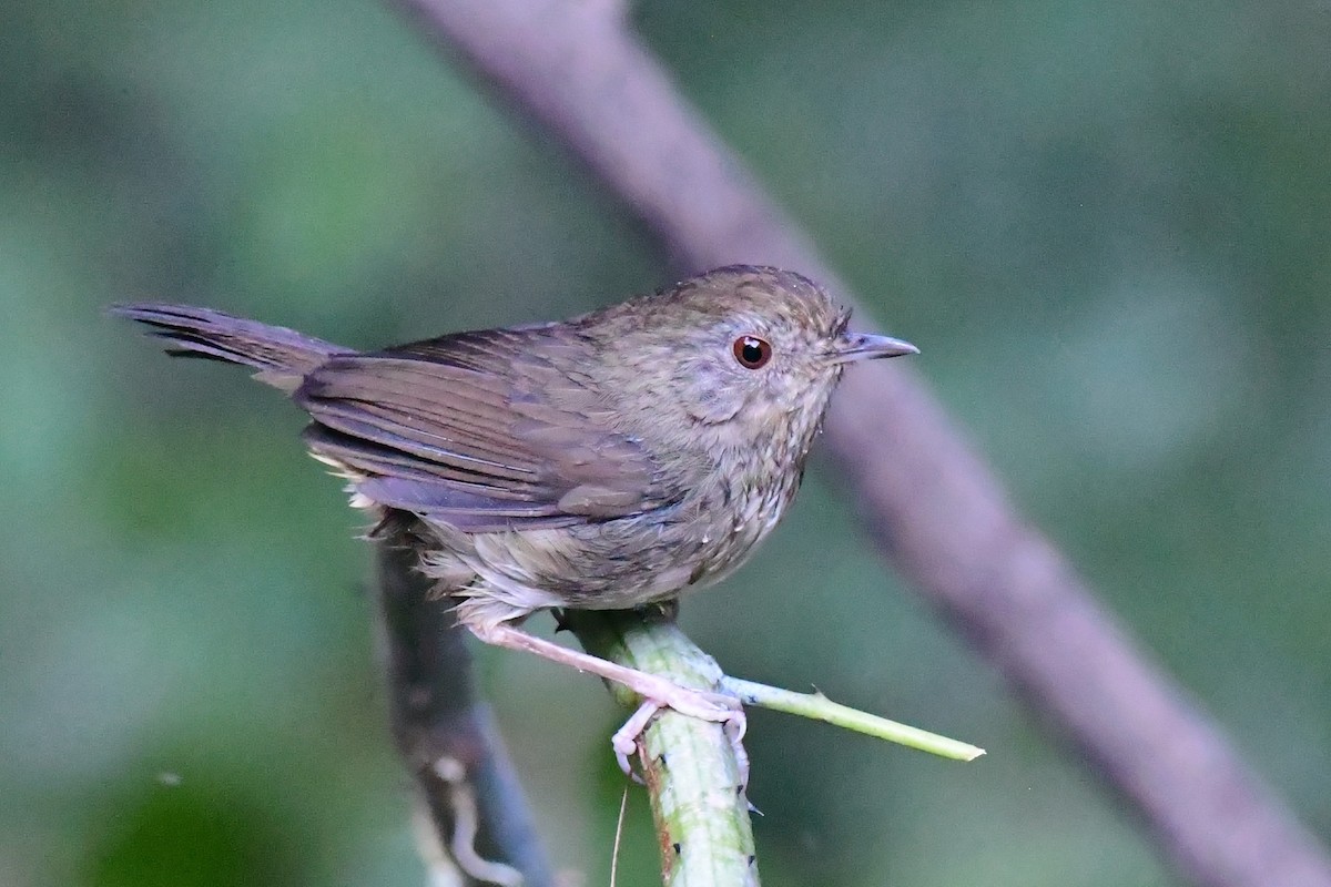 Buff-breasted Babbler - ML626822142