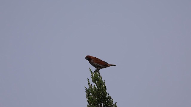 Scaly-breasted Munia (Checkered) - ML626822147
