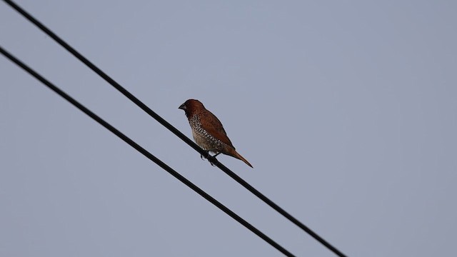 Scaly-breasted Munia (Checkered) - ML626822148