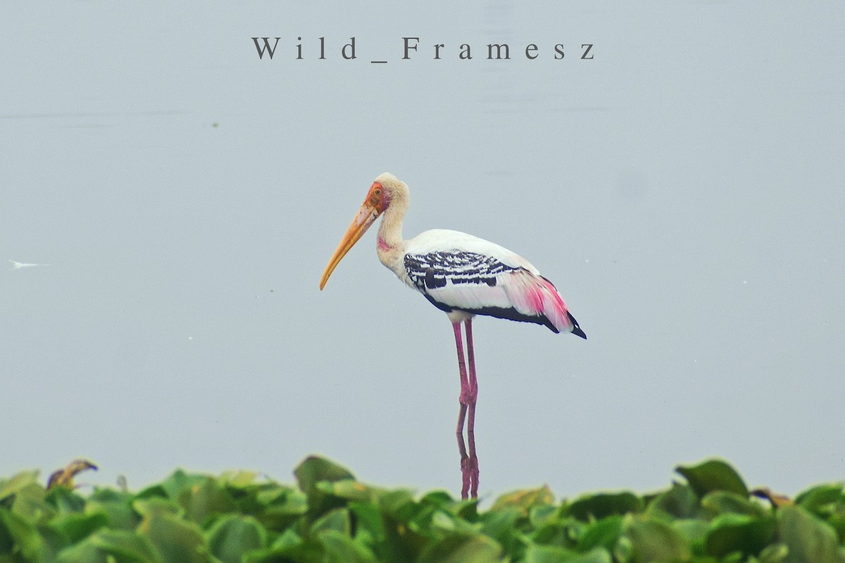 Painted Stork - ML626822194