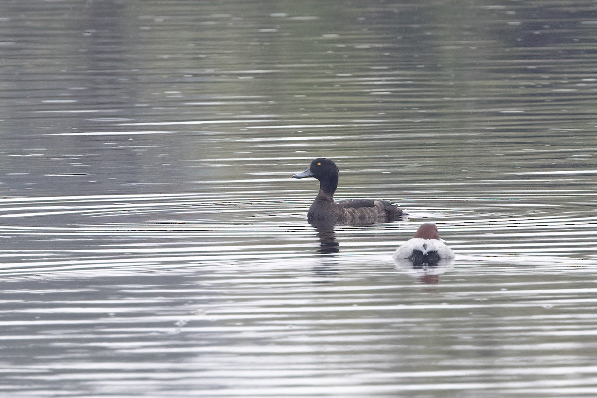 Tufted Duck - Delfin Gonzalez